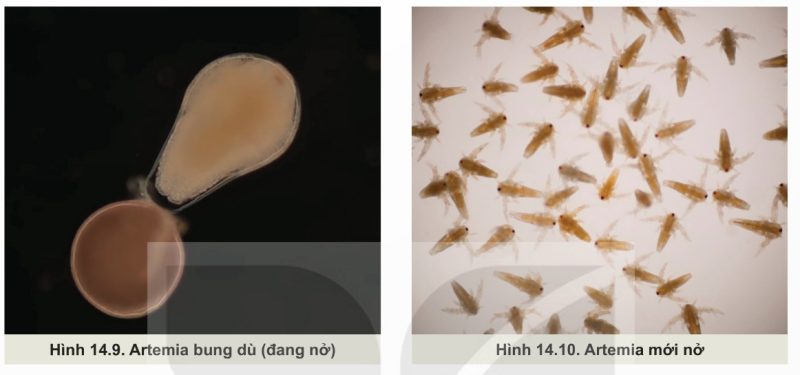 Artemia