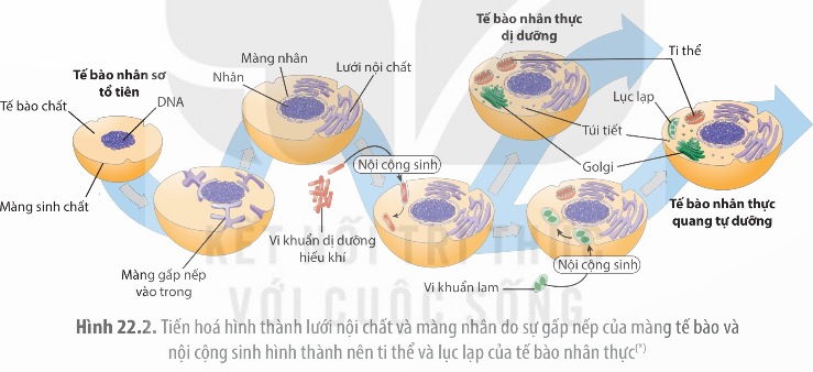 Sơ đồ thuyết nội cộng sinh