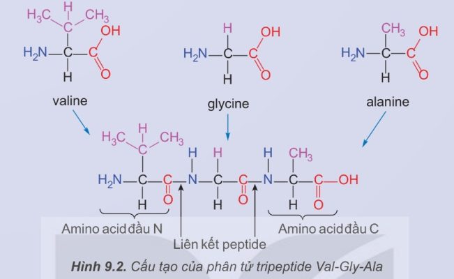 Peptide