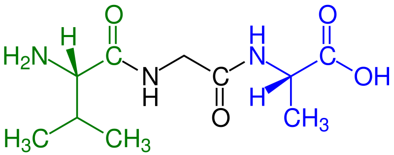 Tripeptide Val-Gly-Ala