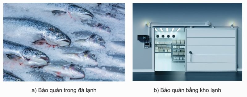 Bảo quản lạnh thủy sản (Ảnh Sách KNTT)