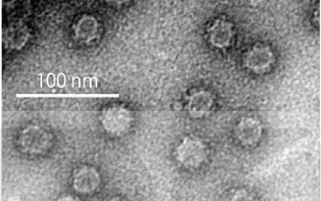 Betanodavirus, tác nhân gây bệnh VNN (Ảnh Sách KNTT)