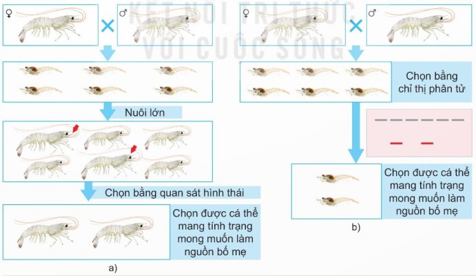 Các bước chọn giống tôm bằng phương pháp truyền thống (a) và bằng ứng dụng chỉ thị phân tử (b)