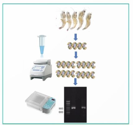 Các bước phát hiện virus gây bệnh đốm trắng trên tôm bằng kỹ thuật PCR