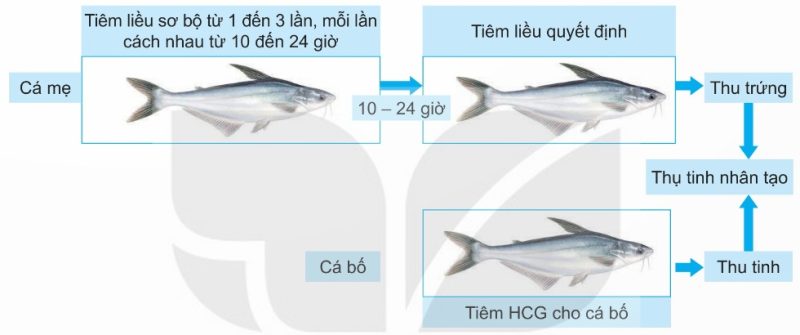 Các bước tiêm HCG kích thích cá tra sinh sản (Ảnh Sách KNT)