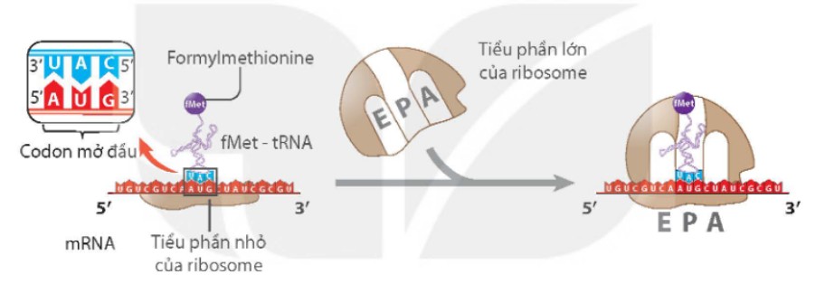 Sơ đồ các giai đoạn dịch mã