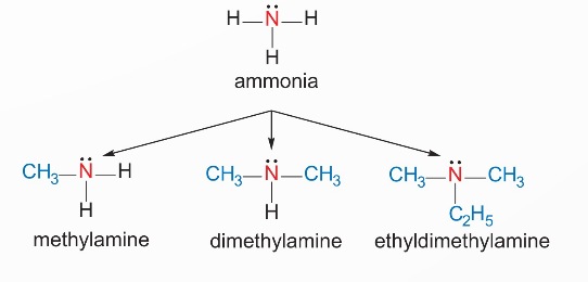 Cách nhận dạng amine