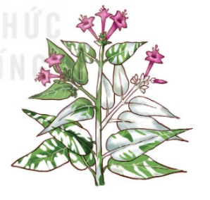 Cành hoa Mirabilis jalapa có lá khảm xanh trắng