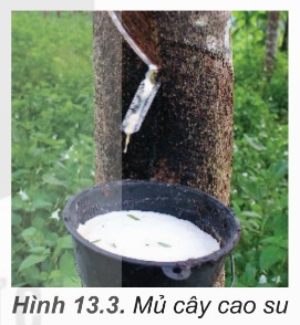 Mủ cây cao su