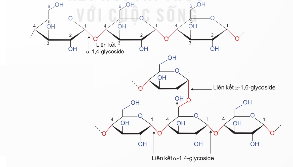 Cấu tạo amylose và amylopectin của tinh bột