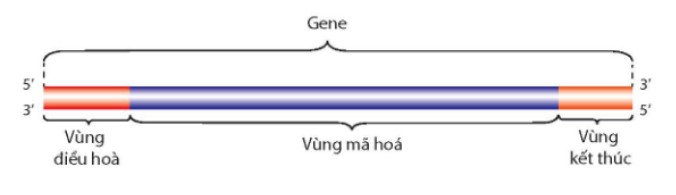 Cấu trúc chung của một gene mã hóa protein