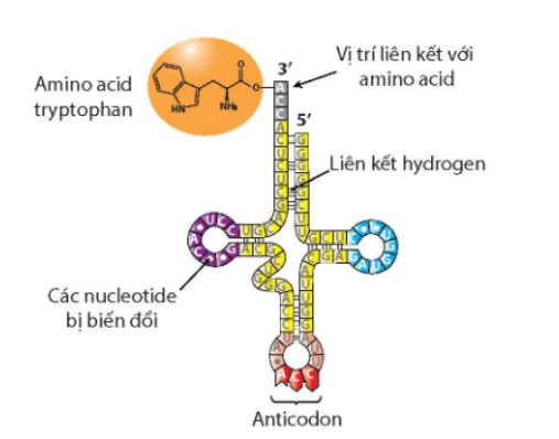Cấu trúc phân tử tRNA