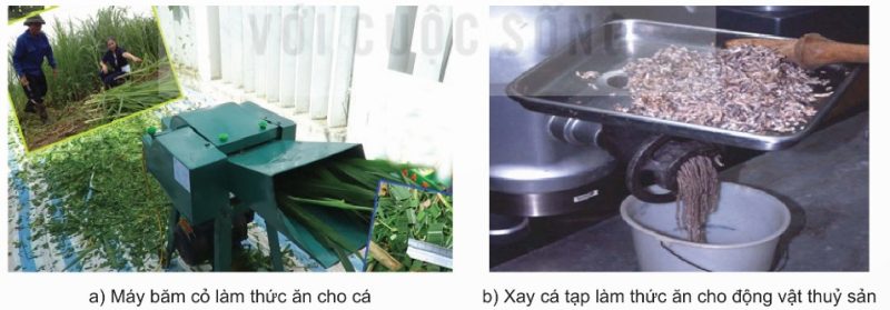 Chế biến thức ăn thủ công nuôi thủy sản (Ảnh Sách KNTT)