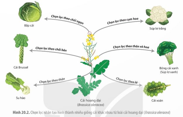 Chọn lọc nhân tạo hình thành nhiều giống cải khác nhau từ loài cải hoang dại (Brassica oleracea)