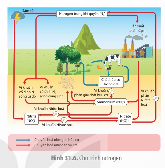 Sơ đồ chu trình nitrogen