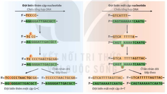 Cơ chế hình thành đột biến thêm, mất cặp nucleotide do sai sót trong tái bản DNA