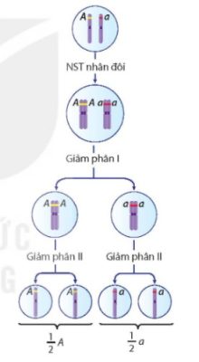 Cơ sở tế bào học của quy luật phân li của Mendel