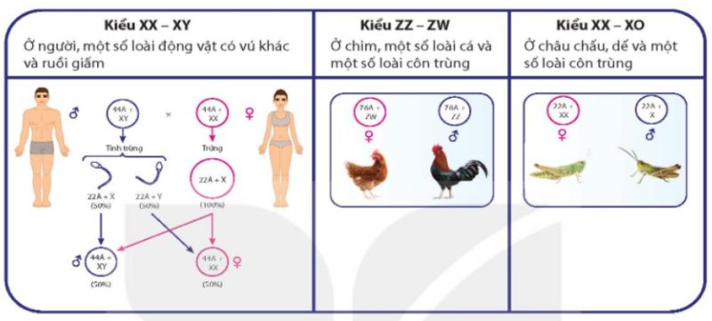 Bảng 10.1 – Di truyền giới tính ở một số loài