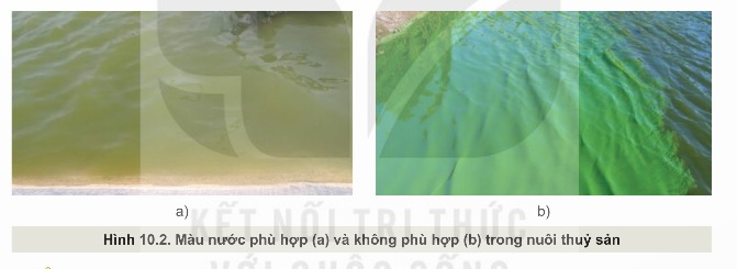 Độ trong và màu nước