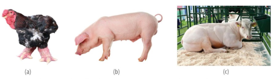 Gà Đông Tảo, lợn siêu nạc Landrace, bò cao sản BBB