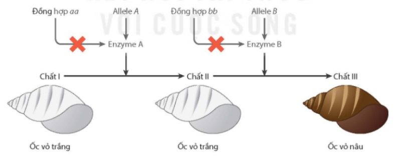 Hai gene quy định enzyme tham gia con đường chuyển hóa tạo màu vỏ ốc Physa heterostropha