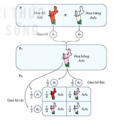 Hiện tượng trội không hoàn toàn quy định màu hoa ở cây hoa mõm chó