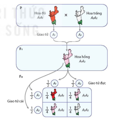 Trội không hoàn toàn ở hoa mõm chó