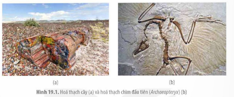 Hóa thạch cây (a) và hóa thạch chim đầu tiên Archaeopteryx (b)