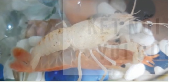 Hoạt động giao vĩ của tôm