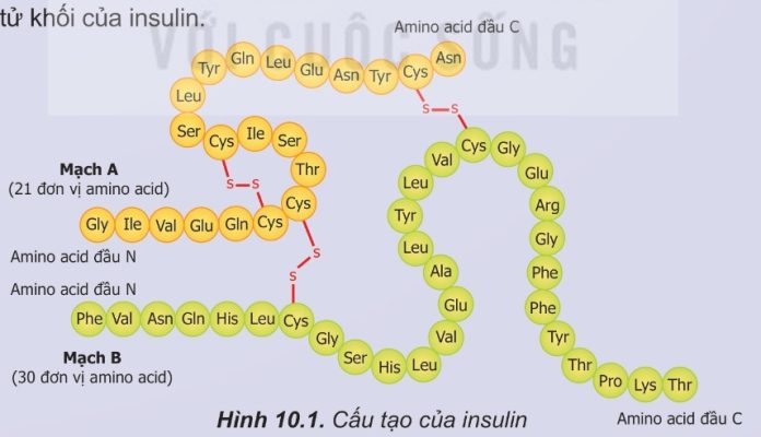 Khái niệm và đặc điểm cấu tạo