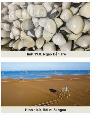 KỸ THUẬT NUÔI NGAO BẾN TRE NGOÀI BÃI TRIỀU