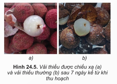 Minh họa hiệu quả bảo quản (Hình 24.5)