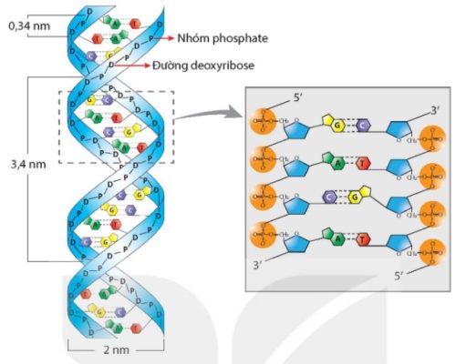 Mô hình cấu trúc DNA theo Watson và Crick