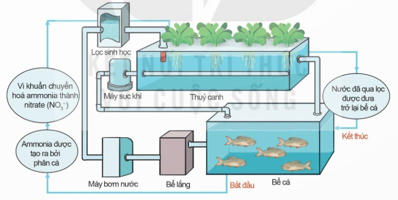 Mô hình hệ thống nuôi thủy sản tuần hoàn kết hợp trồng rau (Aquaponic) (Ảnh Sách KNTT)