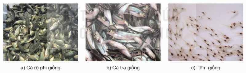 Một số giống thủy sản phổ biến (Ảnh Sách KNTT)