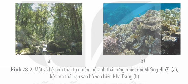 Một số kiểu hệ sinh thái tự nhiên