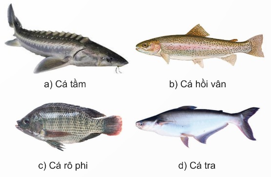 Một số loài cá ôn đới và cá nhiệt đới