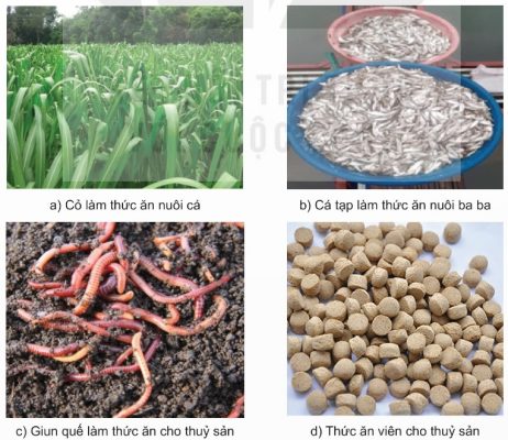 Một số loại thức ăn nuôi thủy sản (Ảnh sách KNTT)
