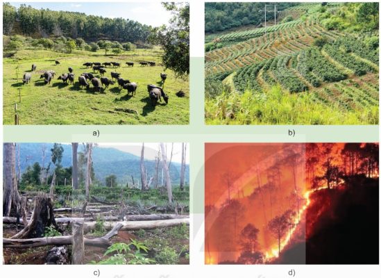 Một số nguyên nhân làm suy thoái tài nguyên rừng