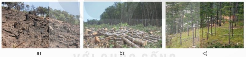 Một số phương thức khai thác rừng phổ biến (Ảnh Sách KNTT)