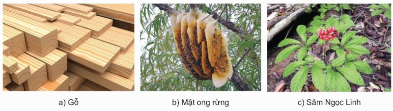 Một số sản phẩm của lâm nghiệp cung cấp cho đời sống con người