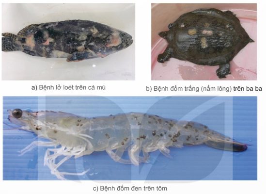 Một số tác hại của bệnh đối với động vật thủy sản (Ảnh Sách KNTT)