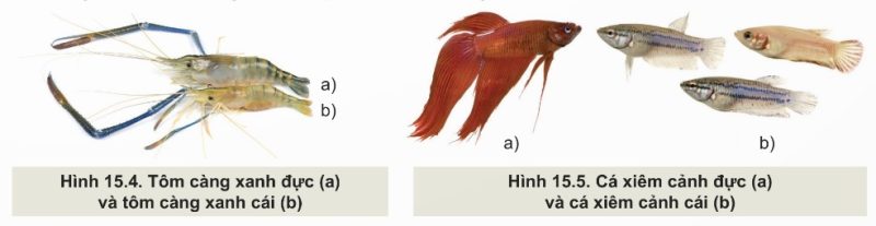 Một số ví dụ thực tế