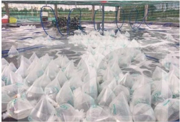 Ngâm túi tôm trước khi thả (Ảnh Sách KNTT)