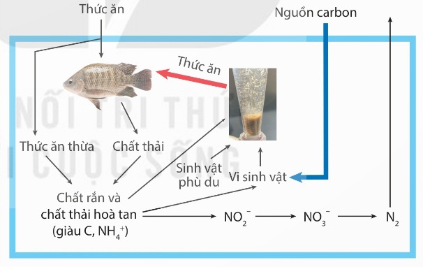 Nguyên lý hoạt động của hệ thống Biofloc (Ảnh Sách KNTT)