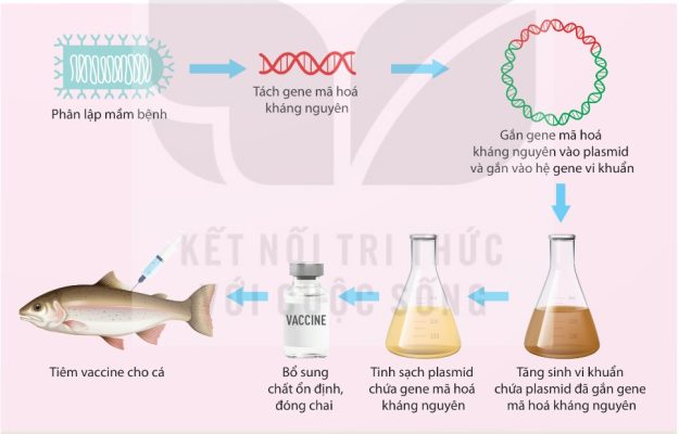 Nguyên lý tạo vaccine DNA phòng bệnh cho cá (Ảnh Sách KNTT)