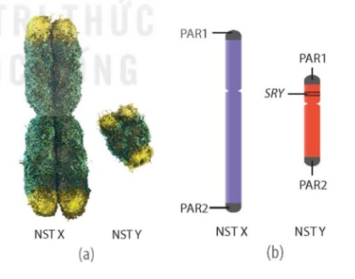 NST X và Y ở người