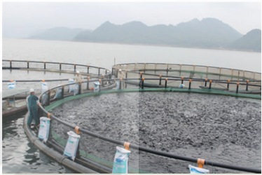 Nuôi cá rô phi trong lồng HDPE trên Hồ thủy điện Hòa Bình (Ảnh Sách KNTT)