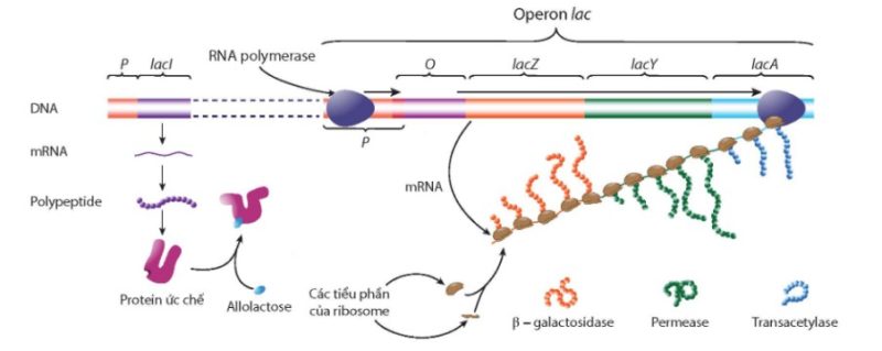 operon lac khi môi trường có lactose