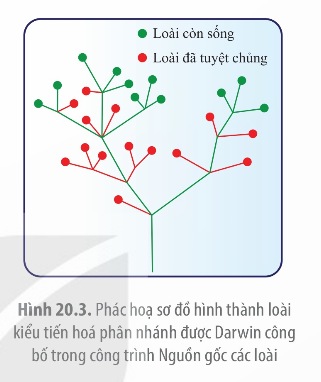 Sơ đồ hình thành các loài từ tổ tiên chung theo Darwin
